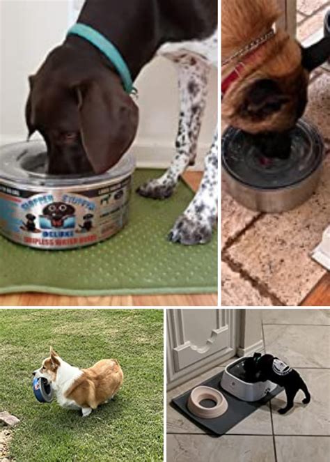 best spill proof dog bowl.